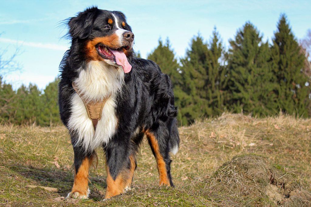 Hiking With Bernese Mountain Dog