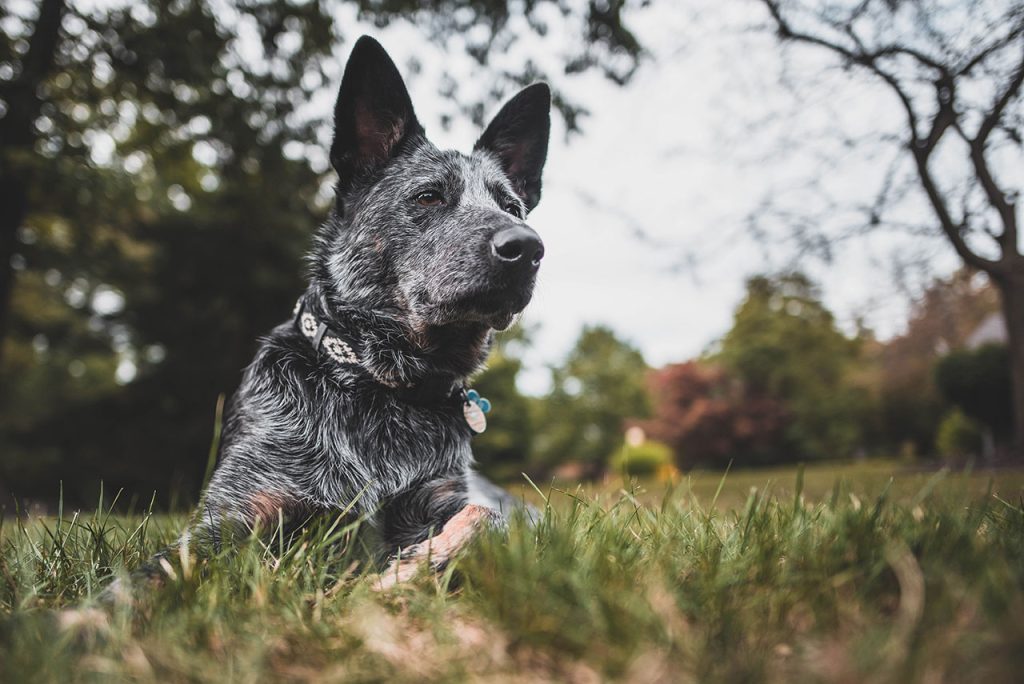 Hiking With Australian Cattle Dog