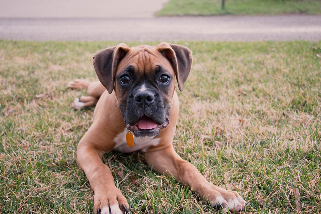 Hiking With a Boxer Dog