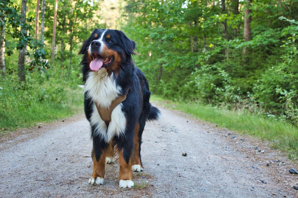 Hiking With Bernese Mountain Dog