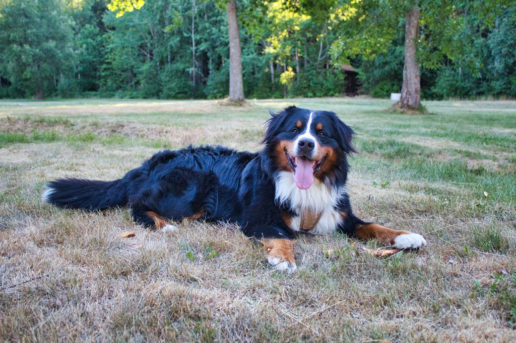 Hiking With Bernese Mountain Dog