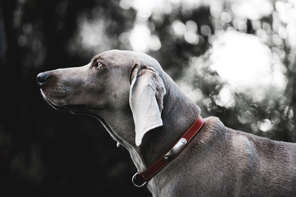 Hiking With Weimaraner