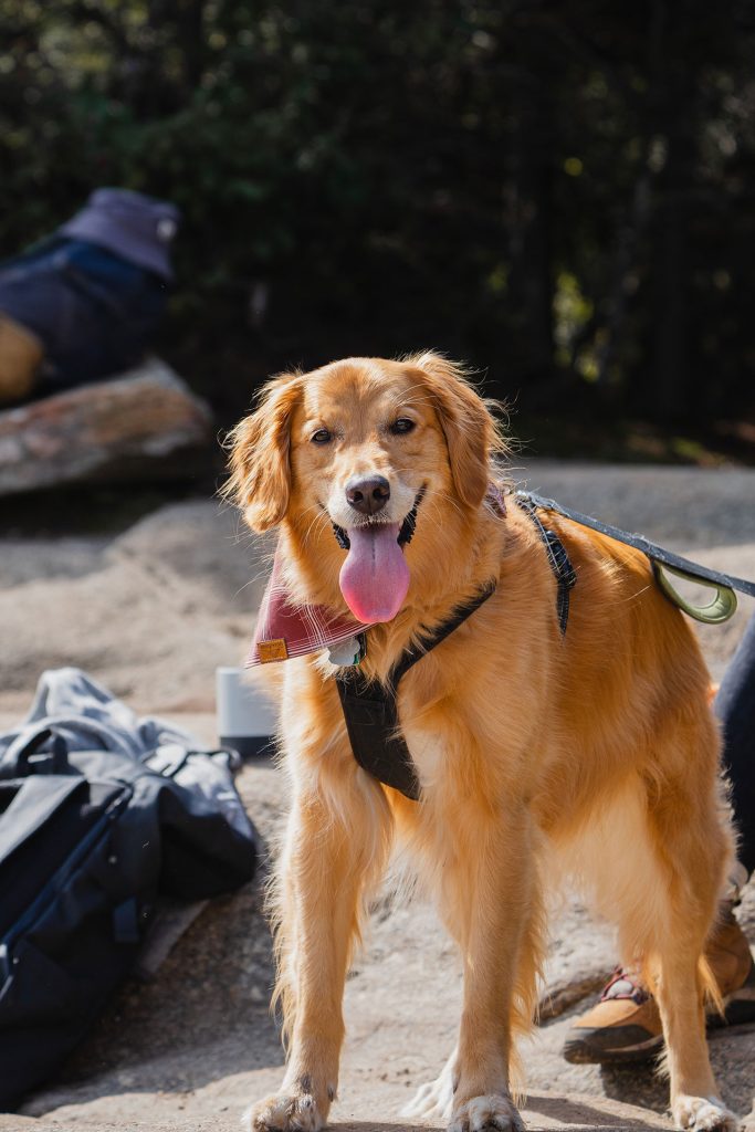 Hiking with Golden Retriever