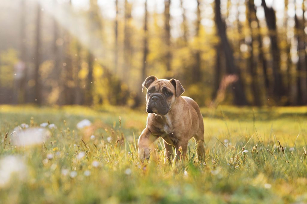 Hiking With a Boxer Dog