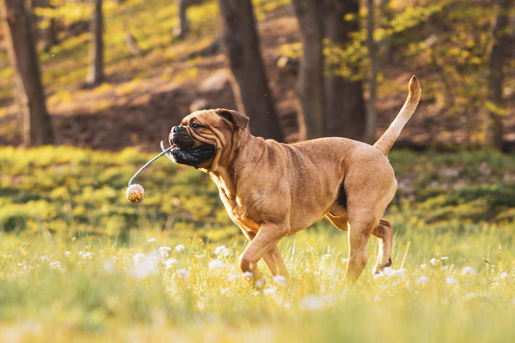 Hiking With a Boxer Dog