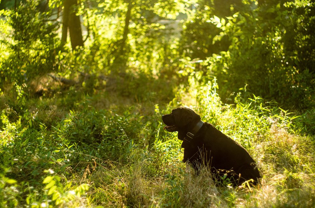 Hiking With Labrador