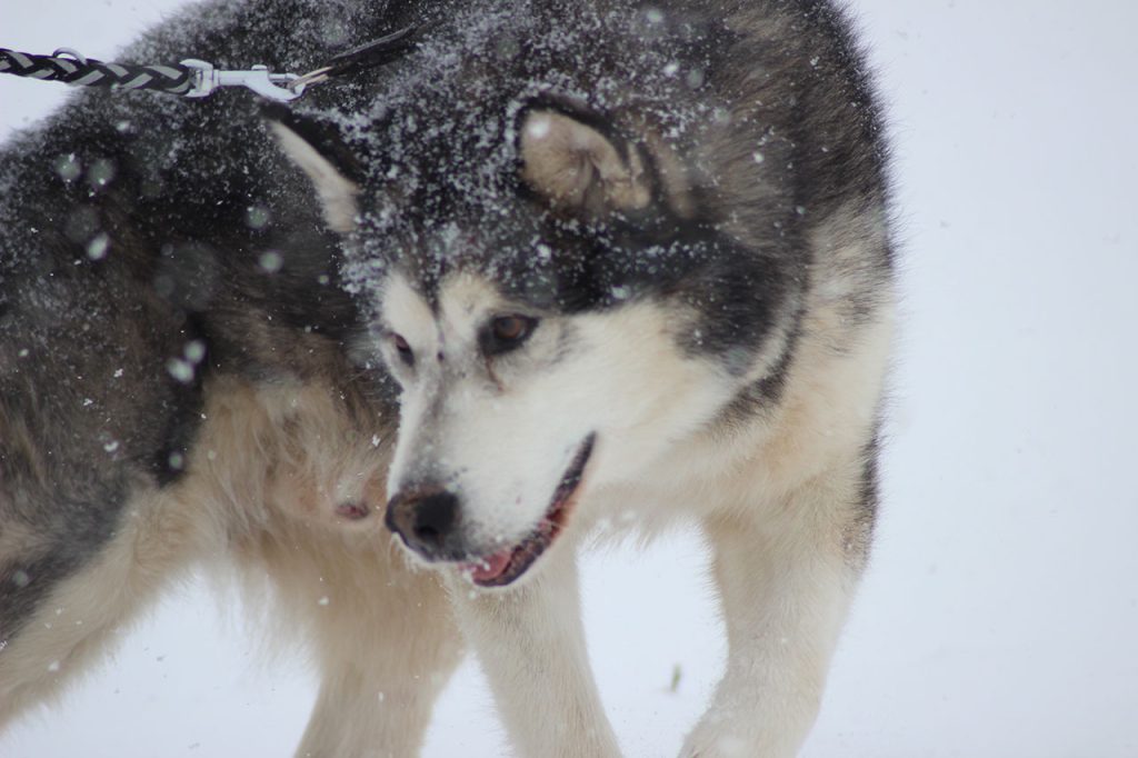 Hiking With an Alaskan Malamute