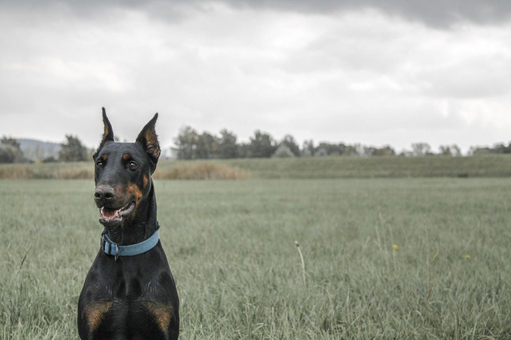 Hiking With a Doberman Pinscher