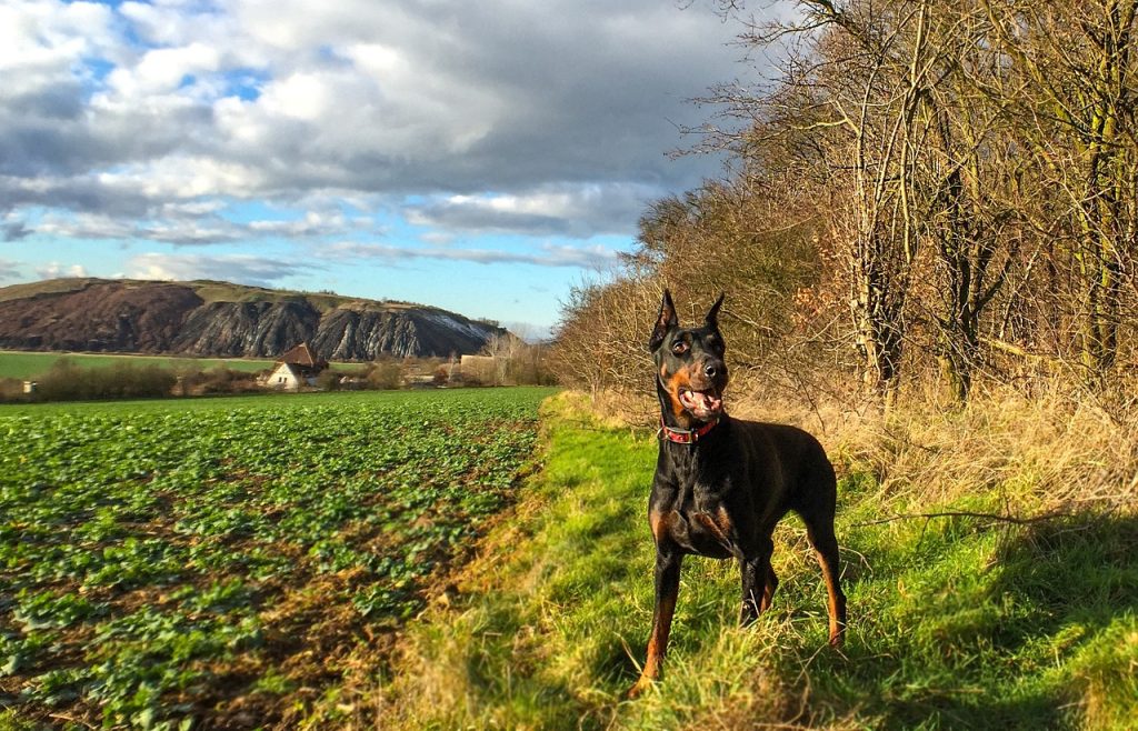 Hiking With a Doberman Pinscher