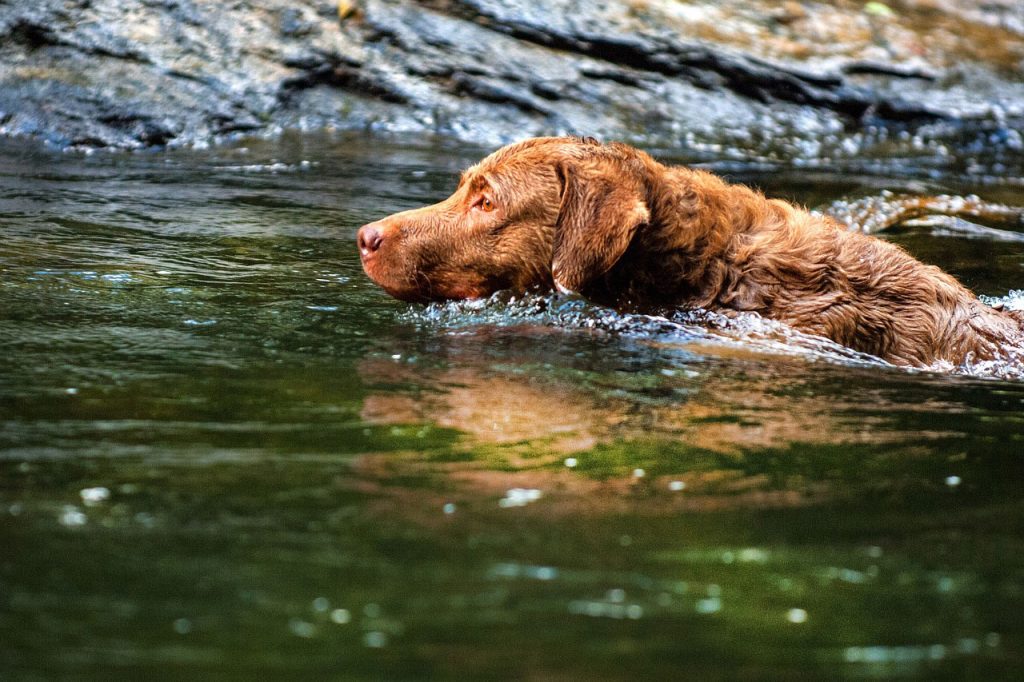 Hiking With a Chesapeake Bay Retriever