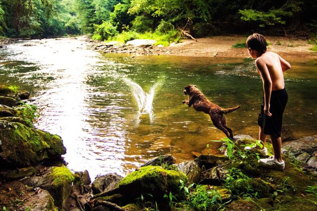 Hiking With a Chesapeake Bay Retriever