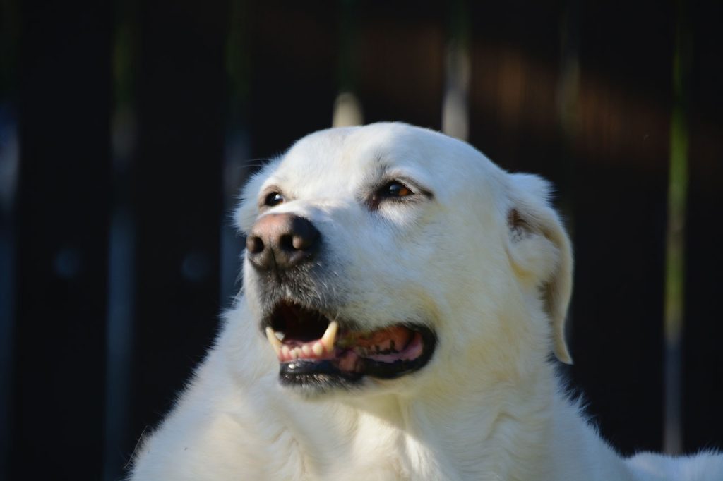 Hiking With a Great Pyrenees