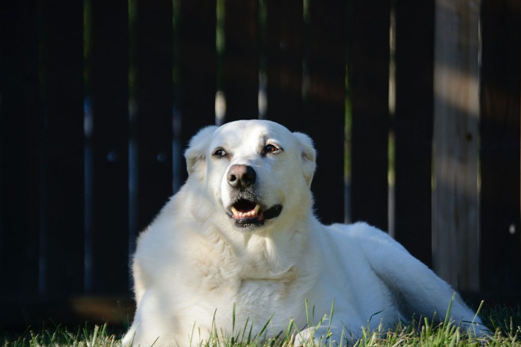 Hiking With a Great Pyrenees