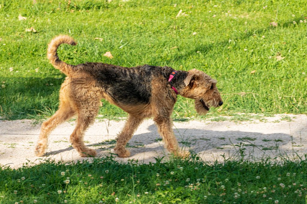 Hiking With an Airedale Terrier