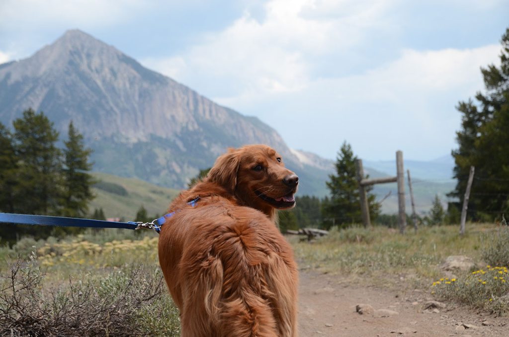 Hiking with Golden Retriever