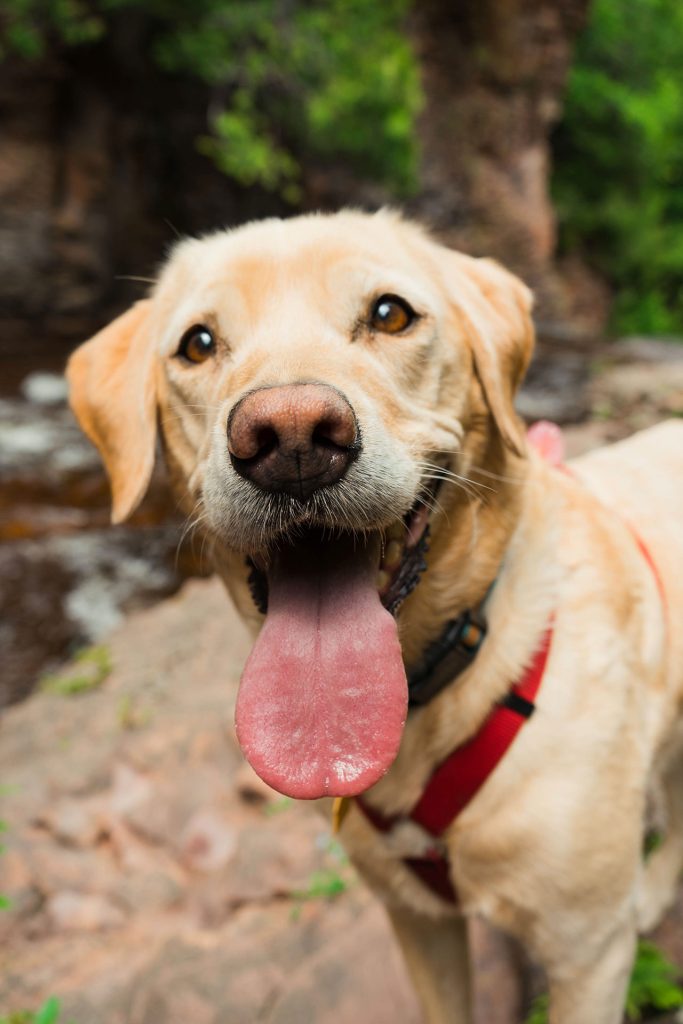 Hiking With Labrador