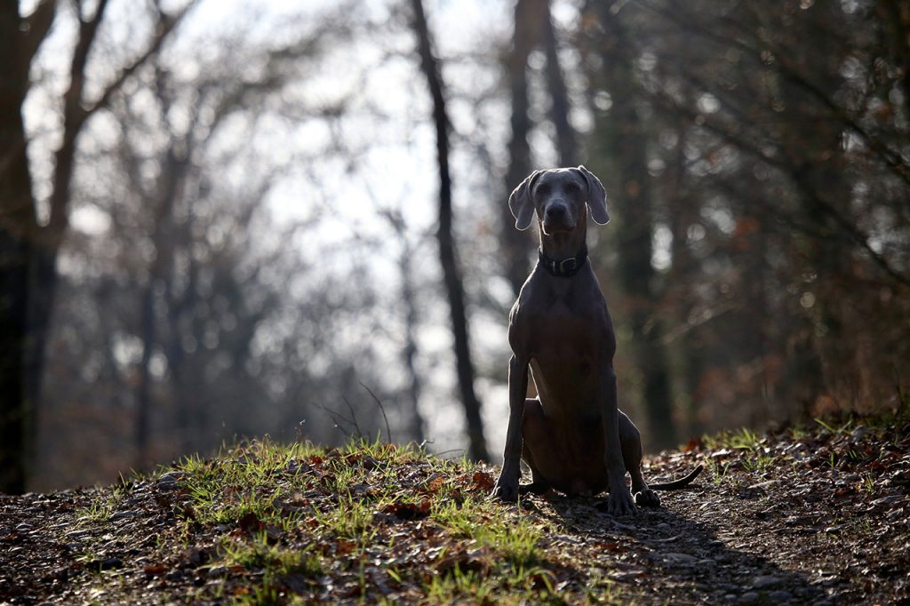 Hiking With Weimaraner