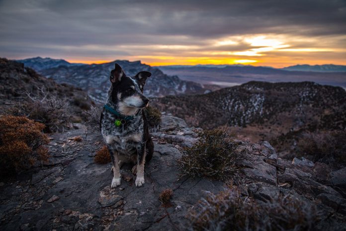 Hiking With Australian Cattle Dog