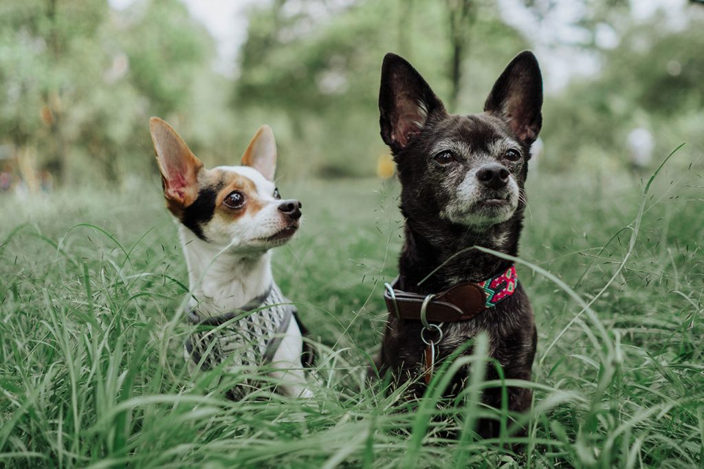 Hiking With a Chihuahua