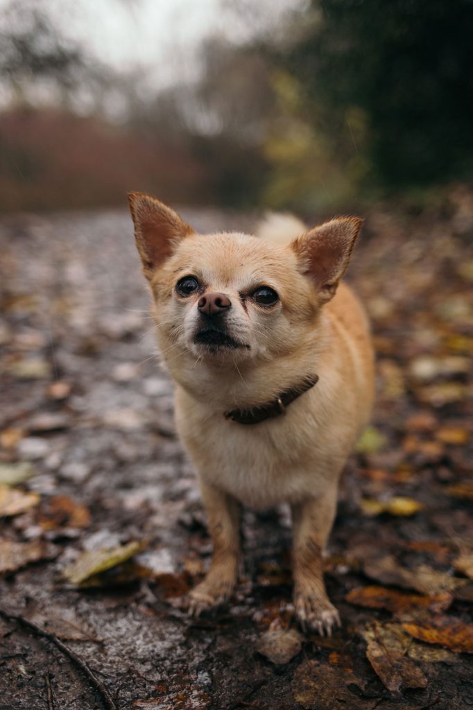 Hiking With a Chihuahua