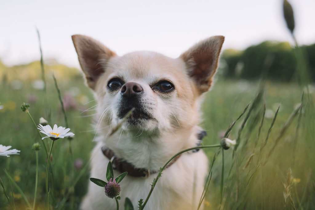 Hiking With a Chihuahua