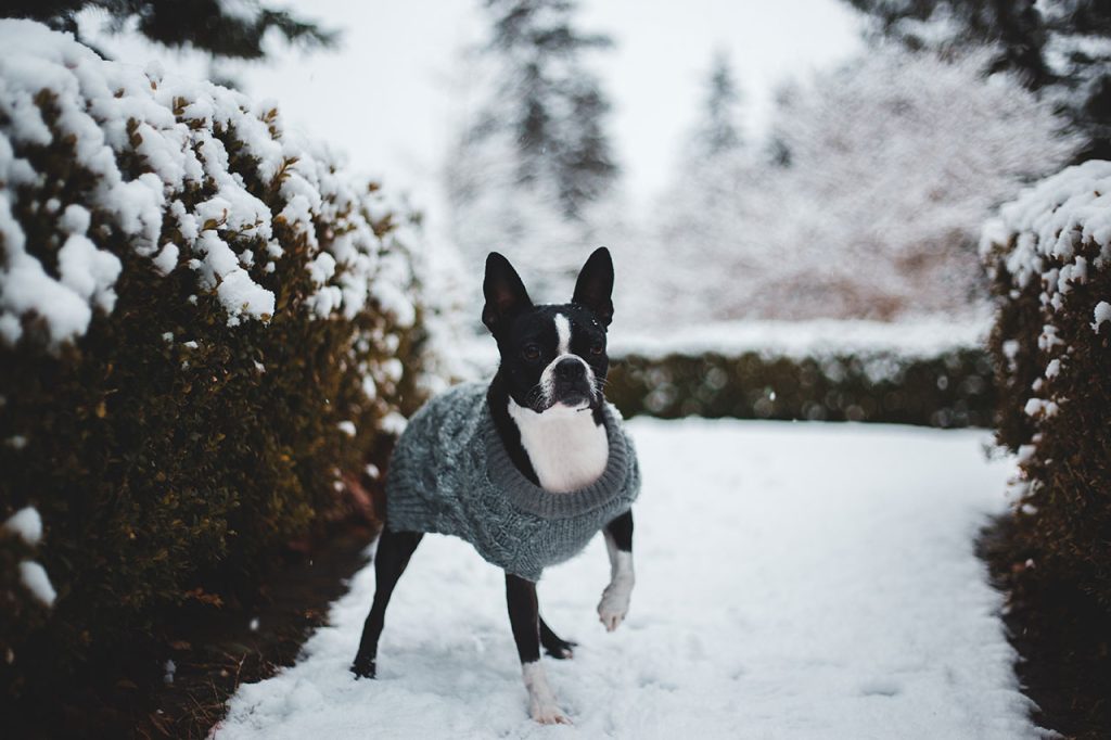 Hiking With Boston Terrier