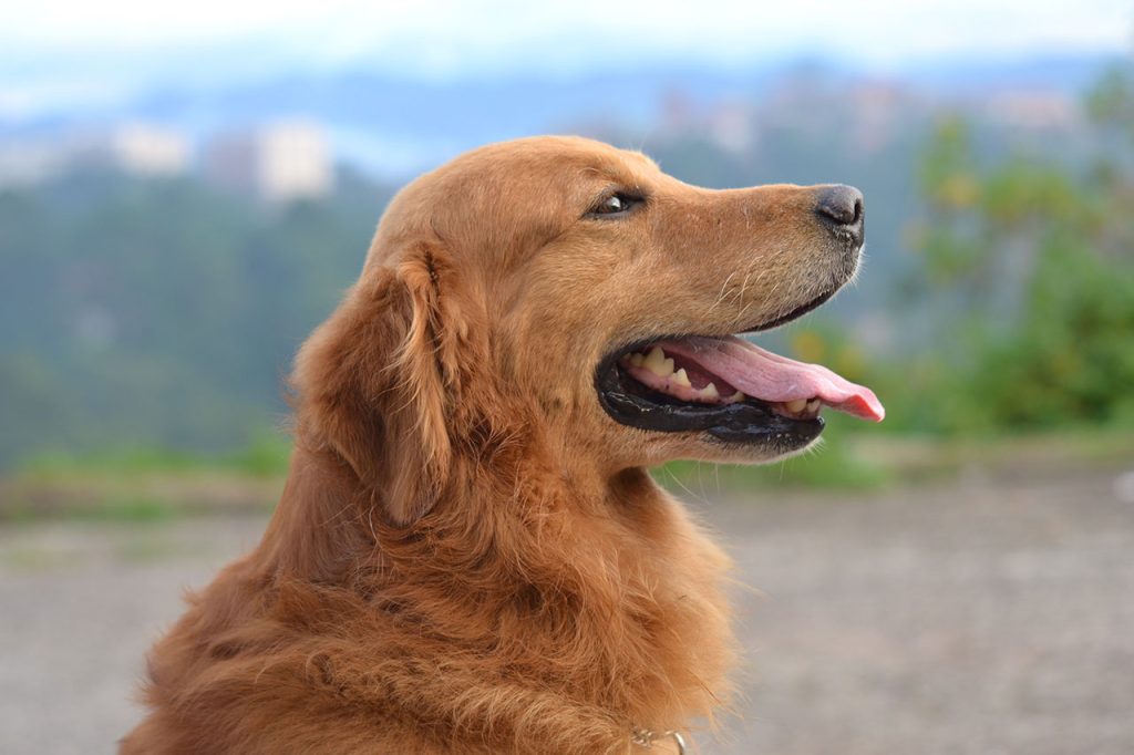 Hiking With a Chesapeake Bay Retriever