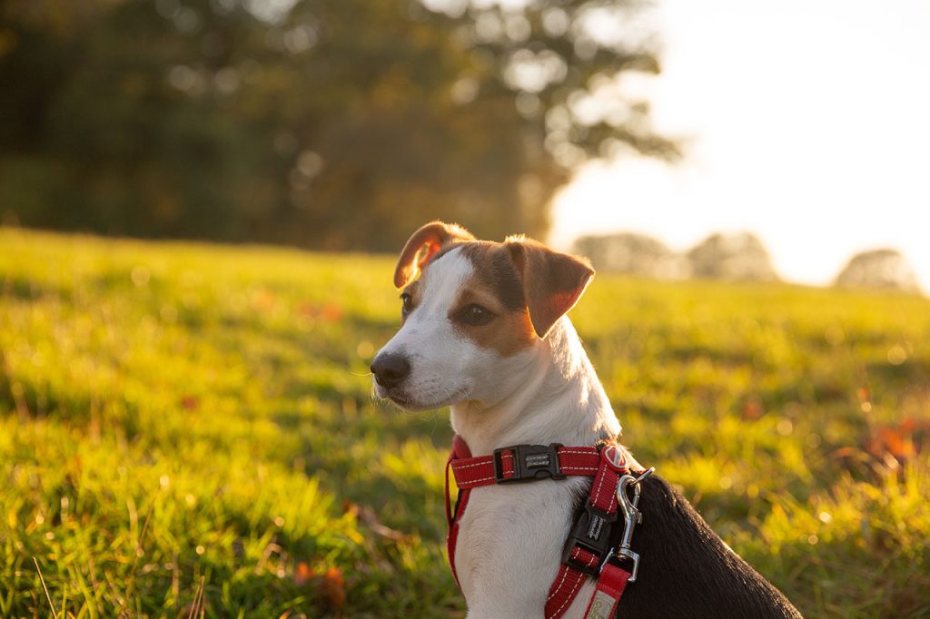 Hiking With a Jack Russell Terrier