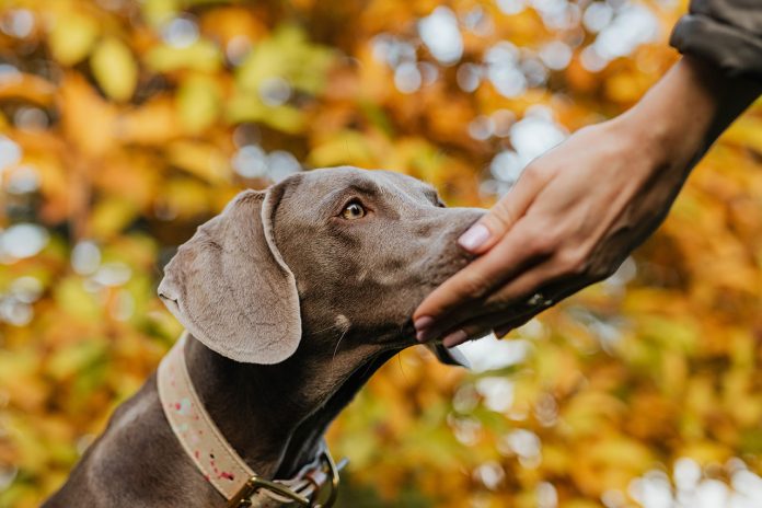 Hiking With Weimaraner