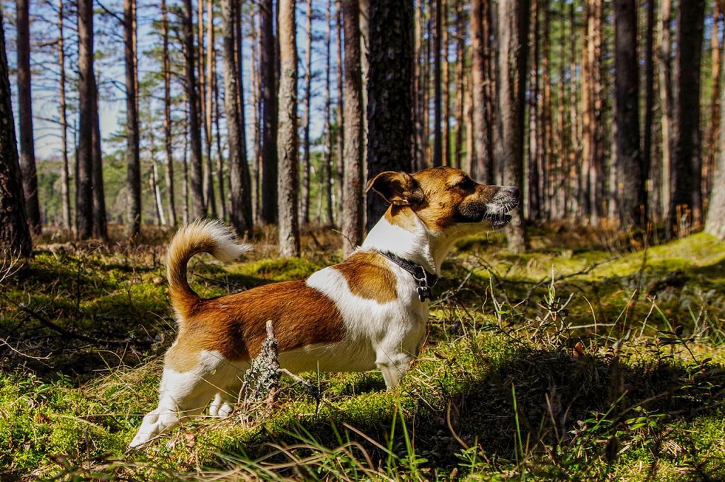 Hiking With a Jack Russell Terrier