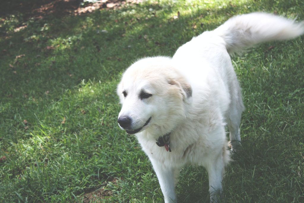 Hiking With a Great Pyrenees