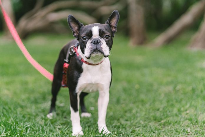 Hiking With Boston Terrier