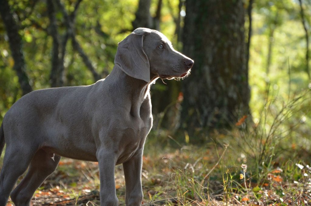 Hiking With Weimaraner