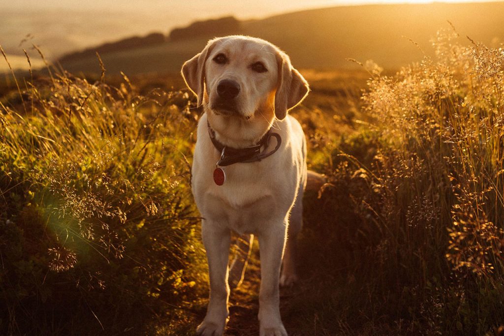 Hiking With Labrador