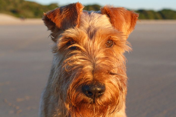 Hiking With an Airedale Terrier