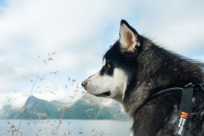 Hiking With an Alaskan Malamute
