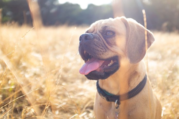 Hiking With a Boxer Dog