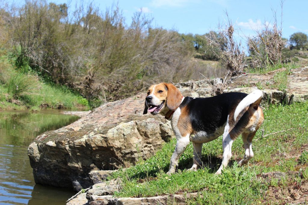 Hiking With A Beagle