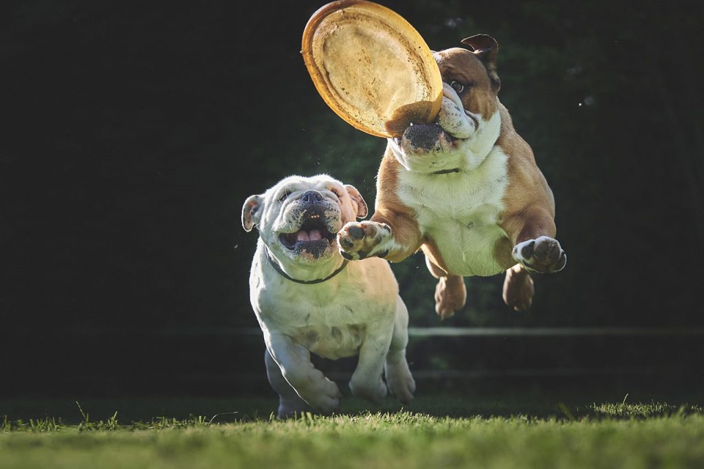 Hiking with a Bulldog