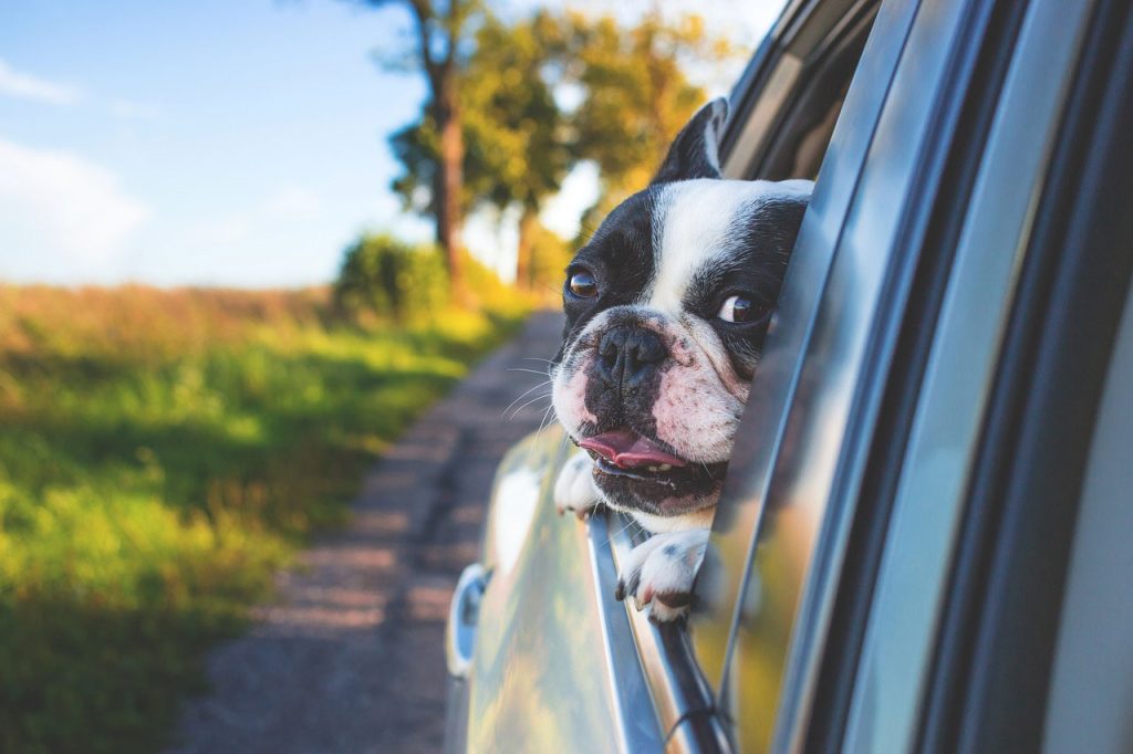 Hiking with a Bulldog