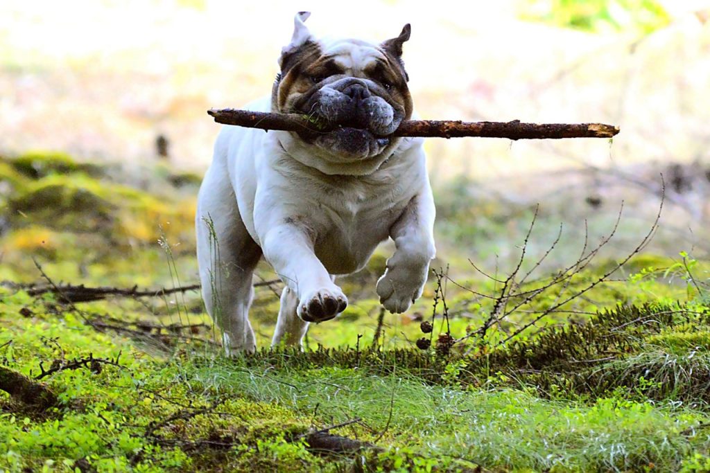 Hiking with a Bulldog