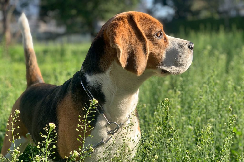 Hiking With A Beagle