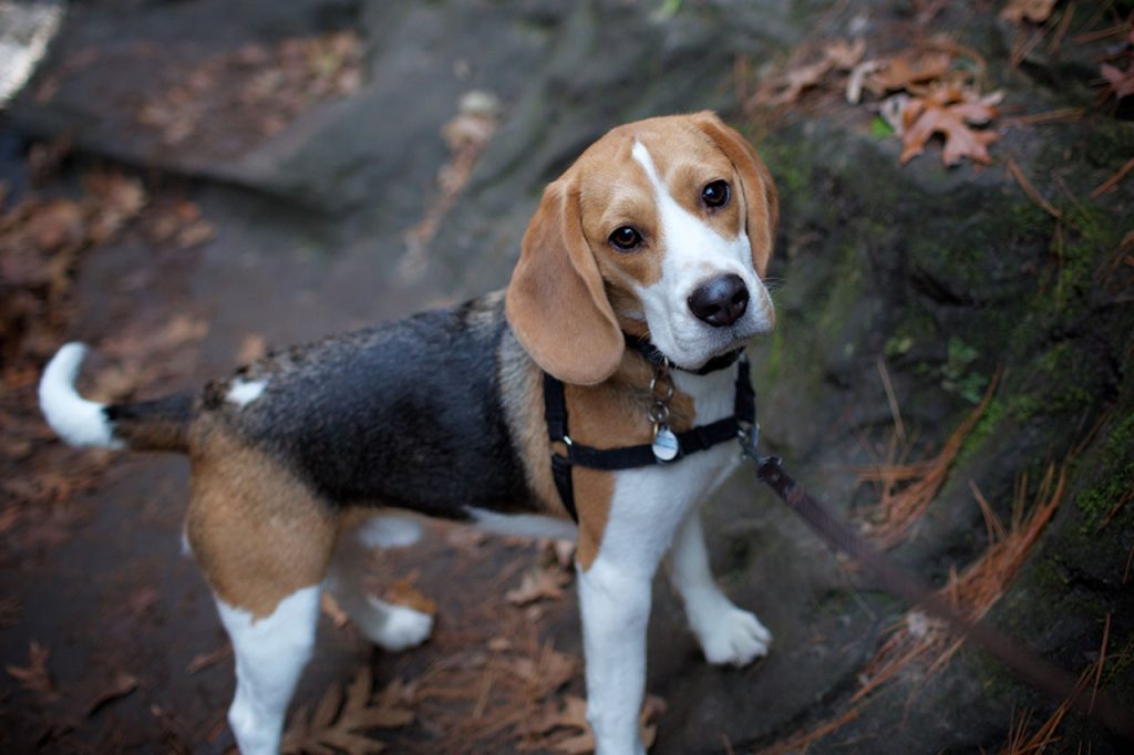 Hiking With A Beagle